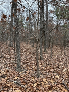Ten Acres of Wooded Land - image 1