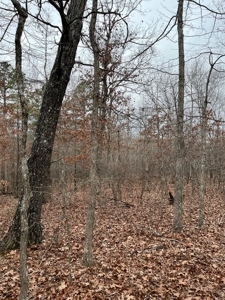 Ten Acres of Wooded Land - image 8