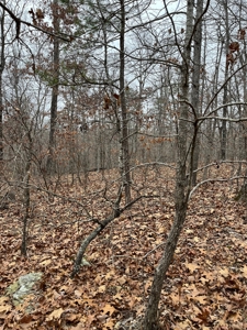 Ten Acres of Wooded Land - image 5