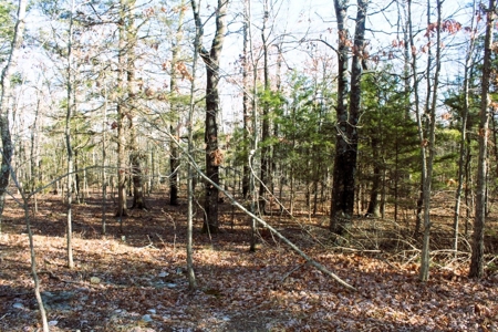 Unrestricted Acreage Near Timbo, Arkansas - image 25