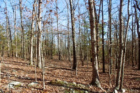 Unrestricted Acreage Near Timbo, Arkansas - image 17