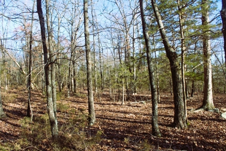 Unrestricted Acreage Near Timbo, Arkansas - image 21
