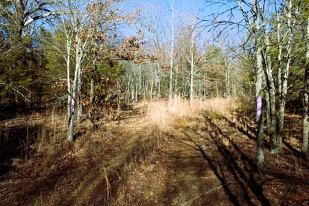 Unrestricted Acreage Near Timbo, Arkansas - image 10