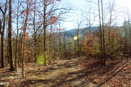 Unrestricted Acreage Near Timbo, Arkansas - image 18