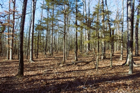 Unrestricted Acreage Near Timbo, Arkansas - image 22