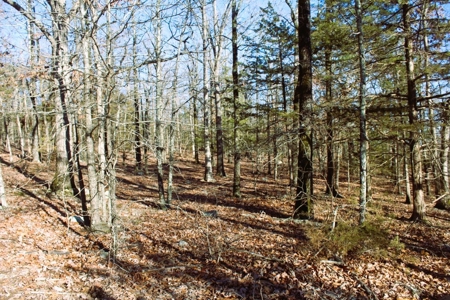 Unrestricted Acreage Near Timbo, Arkansas - image 15