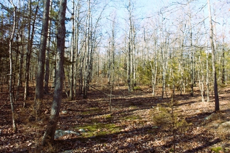 Unrestricted Acreage Near Timbo, Arkansas - image 23