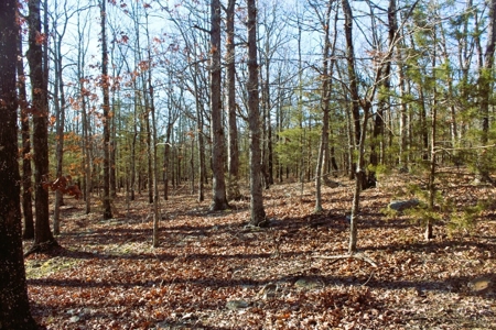 Unrestricted Acreage Near Timbo, Arkansas - image 20