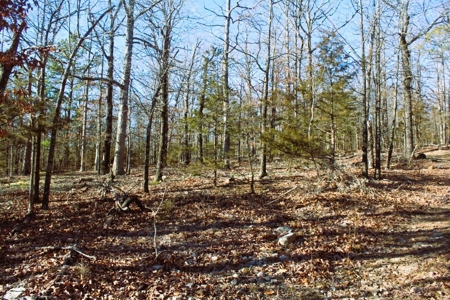 Unrestricted Acreage Near Timbo, Arkansas - image 16
