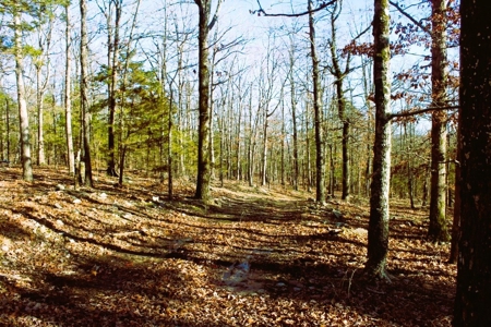 Unrestricted Acreage Near Timbo, Arkansas - image 27