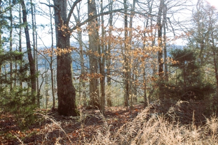 Unrestricted Acreage Near Timbo, Arkansas - image 9