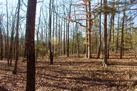 Unrestricted Acreage Near Timbo, Arkansas - image 26