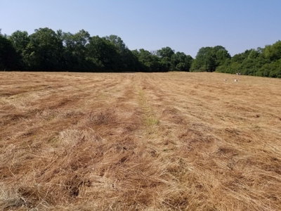 PREPPER'S Paradise/HOBBY Farm in Ouachita Ntl Forrest! - image 11