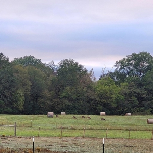 PREPPER'S Paradise/HOBBY Farm in Ouachita Ntl Forrest! - image 37