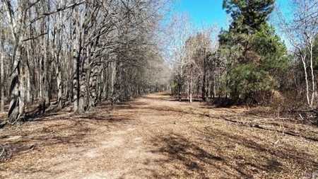 550 Acre Hunting Property w/ Camp Ouachita River - image 13