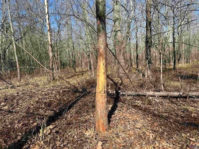 550 Acre Hunting Property w/ Camp Ouachita River - image 30