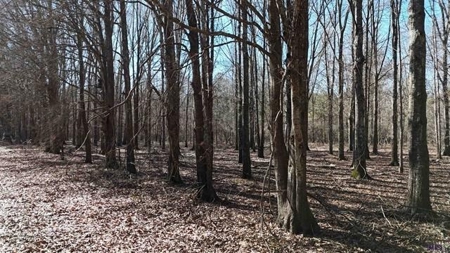 550 Acre Hunting Property w/ Camp Ouachita River - image 19