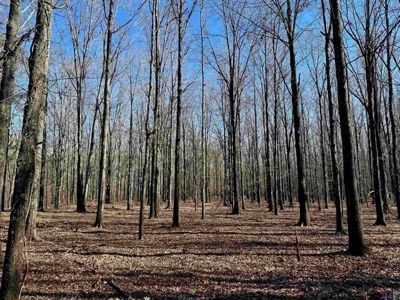 550 Acre Hunting Property w/ Camp Ouachita River - image 25