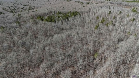550 Acre Hunting Property w/ Camp Ouachita River - image 4