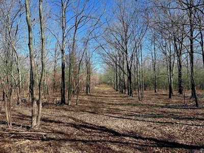550 Acre Hunting Property w/ Camp Ouachita River - image 29