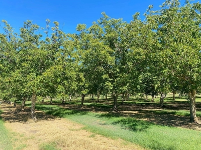 Yolo County, California Farm Land for Sale - image 2