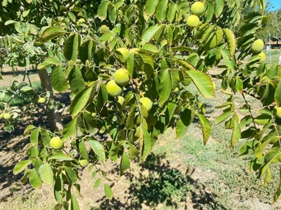 Yolo County, California Farming Acreage for Sale - image 13