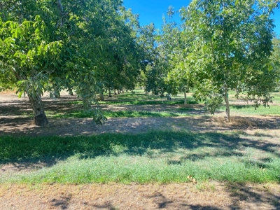 Yolo County, California Farming Acreage for Sale - image 15