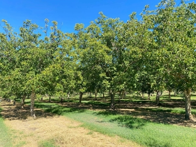 Yolo County, California Farming Acreage for Sale - image 14