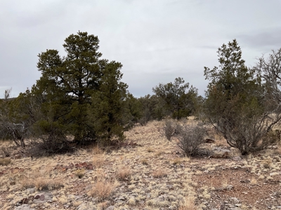 Mountain Land for Sale in Northern AZ - image 2
