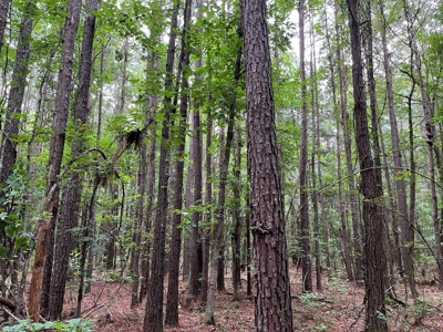 Ashley County Timberland for Sale!! - image 3