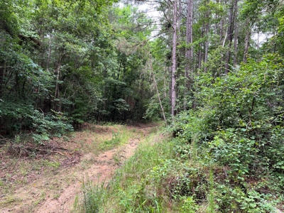 Ashley County Timberland for Sale!! - image 2
