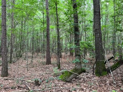 Ashley County Timberland for Sale!! - image 4