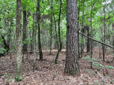 Ashley County Timberland for Sale!! - image 5