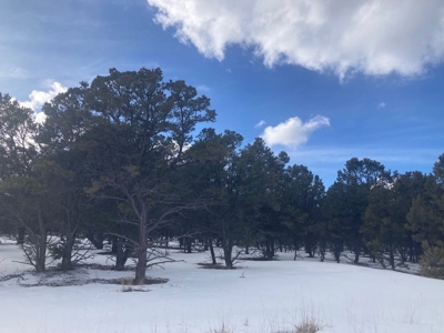 Snowberry Lane: Tranquil Escape in Pinyons on Log Hill - image 7