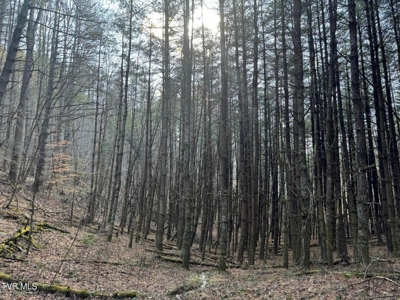 32.08 Acres For Sale in Unicoi County, Tennessee - image 41