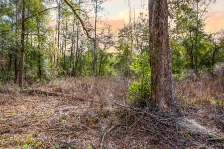 Land For Sale In North Florida Near Santa Fe River - image 7
