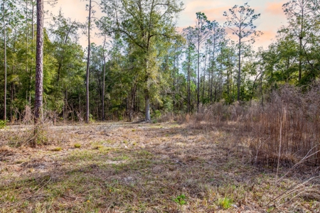 Land For Sale In North Florida Near Santa Fe River - image 9