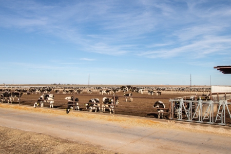 Excellent Dairy Property In Texas - image 35