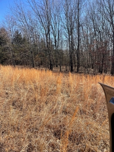 373 Acres of Land for Sale in Ava, Missouri - image 9