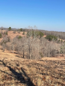 373 Acres of Land for Sale in Ava, Missouri - image 21