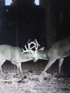 Hunting Property For Sale in Delaware County, Oklahoma - image 10