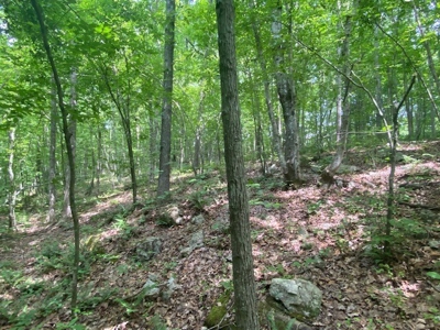 Prime Hunting Retreat: Beech Creek Escape In Southern VA - image 2