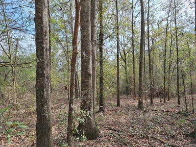 Secluded 10 Acre Wooded Parcel In O'brien, Florida - image 2