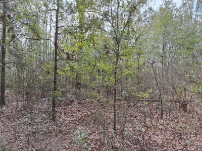 Secluded 10 Acre Wooded Parcel In O'brien, Florida - image 4