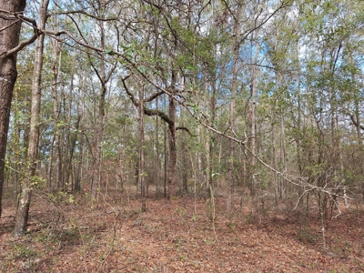 Secluded 10 Acre Wooded Parcel In O'brien, Florida - image 3