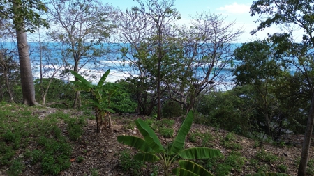Oceanfront Land for Sale in Cambutal Panama *Recently Sold* - image 10