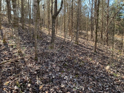 Escape to nature on this stunning 5.02-acre property! - image 24