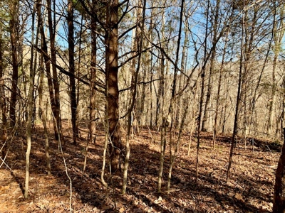 Escape to nature on this stunning 5.02-acre property! - image 40