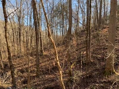 Escape to nature on this stunning 5.02-acre property! - image 50