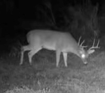Pastureland for Sale in Kentwood, LA - image 24